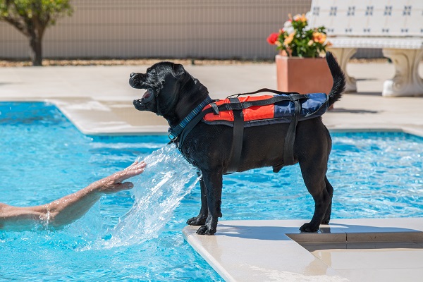 Swimming Pool Safety Tips for Pets